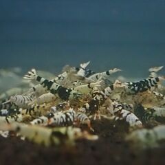 ⑮観賞用シュリンプ　レッドビー　他いろいろの画像