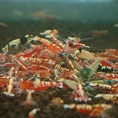 ⑮観賞用シュリンプ　レッドビー　他いろいろの画像