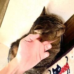★里親様✨募集致します★たくみ