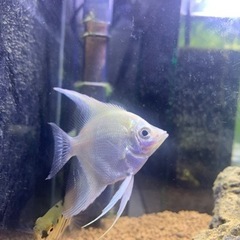 熱帯魚　アクアリウム