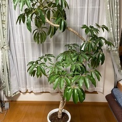 値下げしました！大型観葉植物「スピダンサス」190cm✨美しい✨花言葉は幸せ