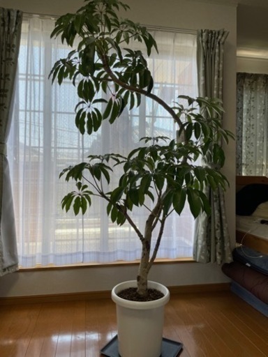 値下げしました！大型観葉植物「スピダンサス」190cm✨美しい✨花言葉は幸せ