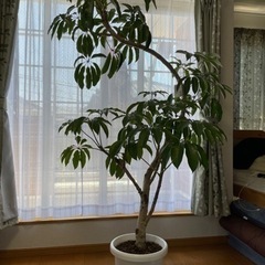 値下げしました！大型観葉植物「スピダンサス」190cm✨美しい✨花言葉は幸せの画像