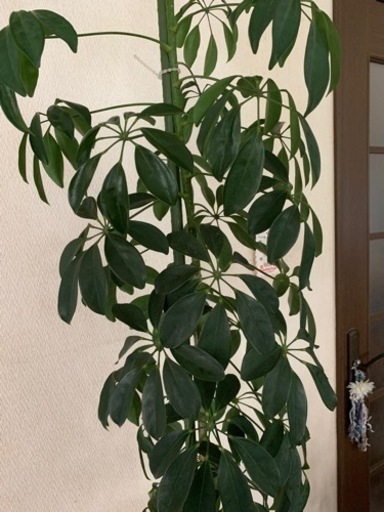 観葉植物カポック