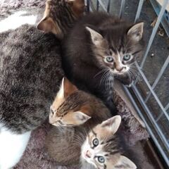 子猫の里親募集&子犬の里親募集    近所の家のオスの子猫残り１...