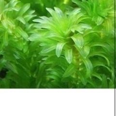 水草アナカリスの画像