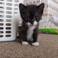 【受付停止中】かわいすぎる姉妹猫🐱 - 猫