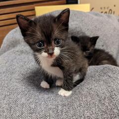【受付停止中】かわいすぎる姉妹猫🐱 - 薩摩郡