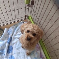 マルプー（マルチーズ×トイプードル）1才10ヵ月　室内犬 - 札幌市