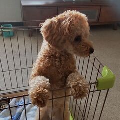 マルプー（マルチーズ×トイプードル）1才10ヵ月　室内犬 - 犬