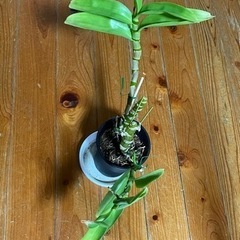 【取引中】胡蝶蘭、デンドロビューム、カトレアの画像