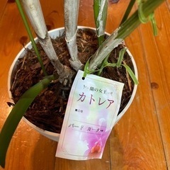 【取引中】胡蝶蘭、デンドロビューム、カトレアの画像