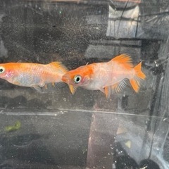 メダカ販売します！