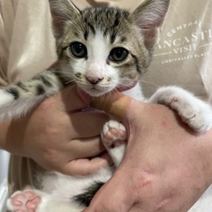 ［里親募集］4月生まれの仔猫です