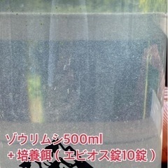 ゾウリムシ　500ml ＋培養餌（エビオス錠10錠）