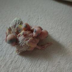 セキセイインコ雛4羽