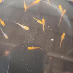 来光メダカの画像