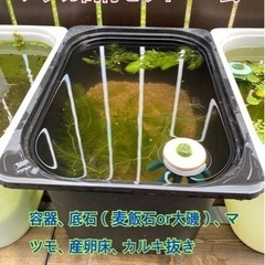 メダカ20匹➕メダカ飼育5点セット　