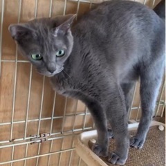 猫🐱(♀)  里親募集!!