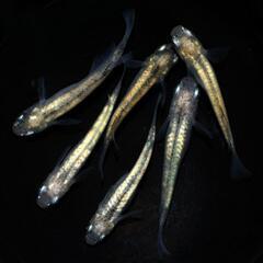 全身体内光の画像