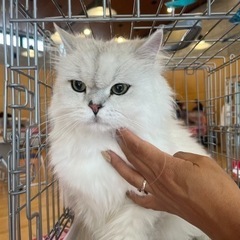 ペルシャ猫のマリー