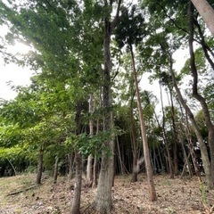 杉の木　あげます　無料です🙆‍♀️