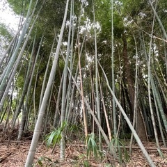 竹　あげます　無料です🙆‍♀️
