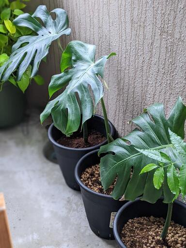 風水最強☆鉢植えモンステラデリシオーサ