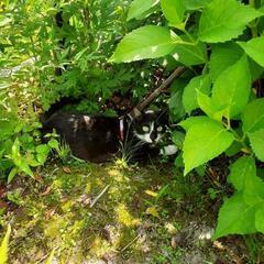 1歳メス  猫の里親を募集します