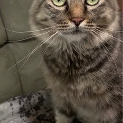 長毛キジ　美猫ちゃん