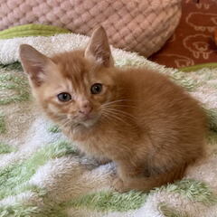 茶色の子猫、里親募集！※一旦、募集を止めます。
