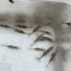 エビ　　　　　