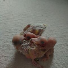 セキセイインコ雛4羽 - その他