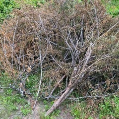 梅の枝の画像