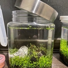 ボトルアクアリウム(メダカ入り)