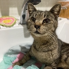 迷子猫ではありませんか？