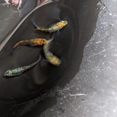 🐦夜桜めだか　種親クラス1ペアの画像