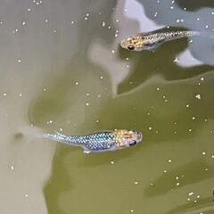 🐦夜桜めだか　種親クラス1ペア
