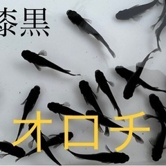 【ゆうメダカ】オロチメダカ　1匹200円　黒さに自信あり♪