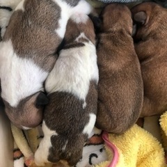 フレンチブルドック産まれました‼️