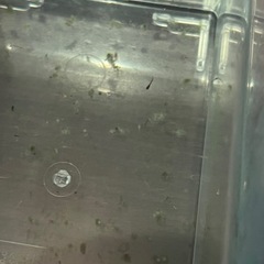 秀吉めだか　稚魚30匹プラスα