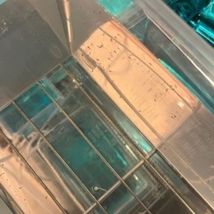 ピュアホワイトめだか　稚魚50匹プラスα