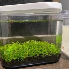 ボトルアクアリウム②(ミナミヌマエビ、メダカ入り)