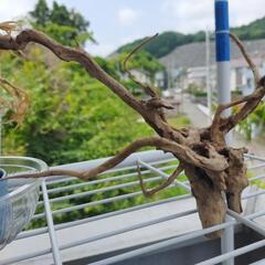 流木