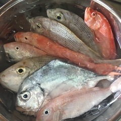 魚さばきます！