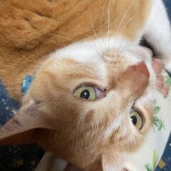 人が大好きでスリスリ、ペロペロが癖のメス猫胡桃（くるみ）ちゃん