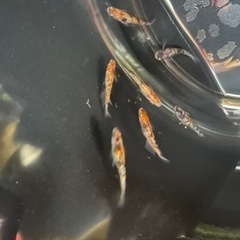三色ラメめだか稚魚20匹プラスα