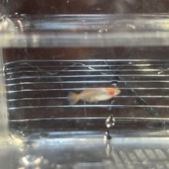 紅ほっぺめだか稚魚　20匹α