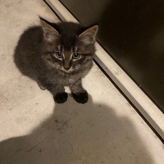 【3匹ともお迎え相談中】よく食べてよく遊ぶ元気な3兄弟 - 猫