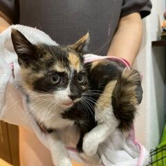 車のエンジンルームから助けました❗